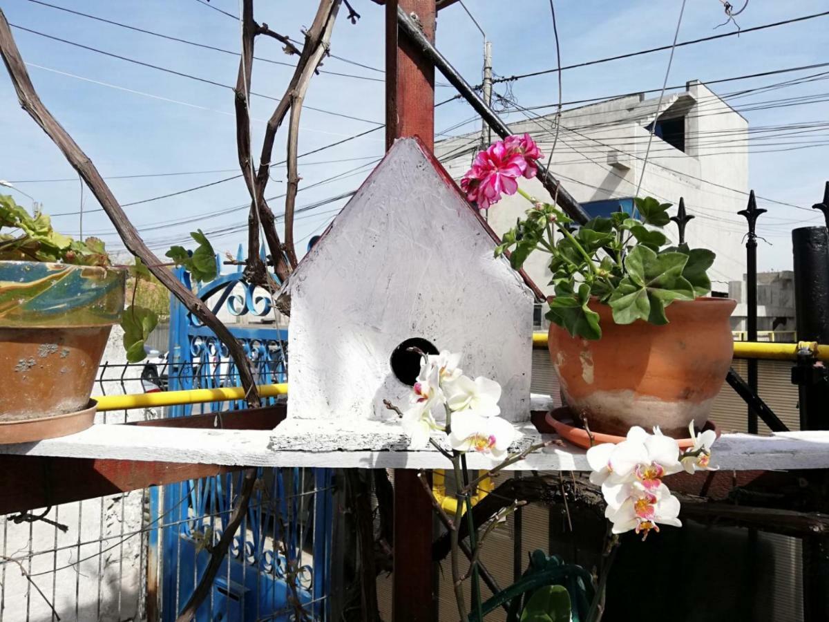 Vila Didi, Mangalia Exteriör bild